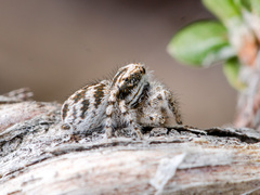 Pseudomogrus dalaensis