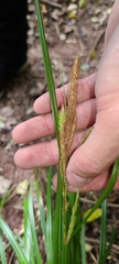 Carex forsteri