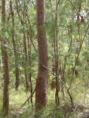 Angophora costata