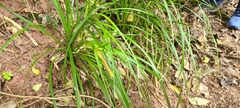Carex forsteri