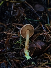 Chalciporus