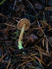Chalciporus