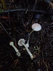 Agaricus diminutivus