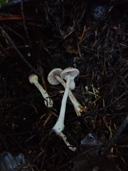 Agaricus diminutivus