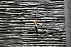 Coelostathma discopunctana