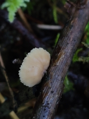 Lentinellus flabelliformis