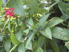Odontonema cuspidatum