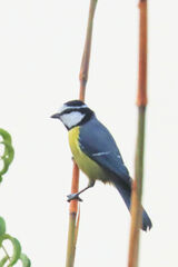 Cyanistes teneriffae