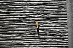 Coelostathma discopunctana