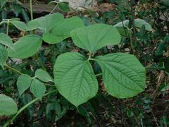 Dioscorea dregeana
