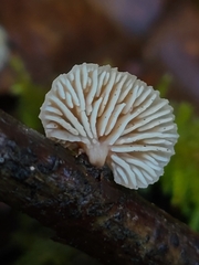Lentinellus flabelliformis