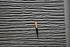 Coelostathma discopunctana