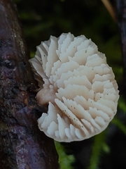 Lentinellus flabelliformis