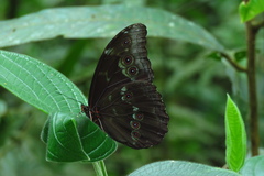 Morpho menelaus