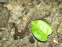 Batrachoseps attenuatus