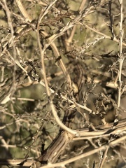Salsola tragus