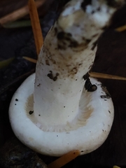 Lactarius pallidiolivaceus