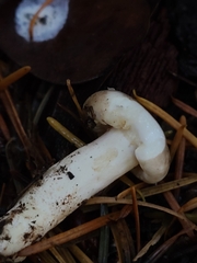 Lactarius pallidiolivaceus