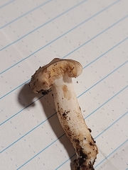 Lactarius pallidiolivaceus