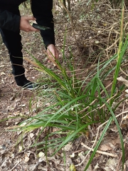 Carex forsteri