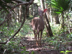 Odocoileus pandora