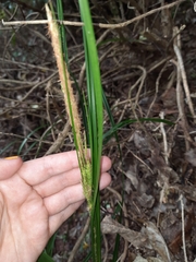 Carex forsteri