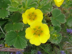 Potentilla megalantha