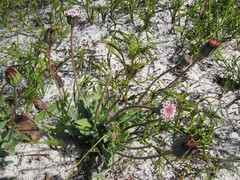 Othonna digitata