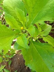 Melampodium divaricatum