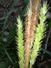 Carex forsteri