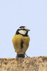 Cyanistes teneriffae