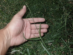 Urochloa distachya