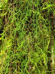 Selaginella oregana