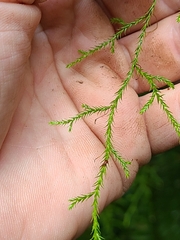 Selaginella oregana