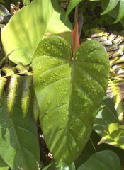 Philodendron erubescens