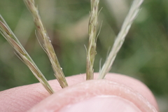 Chloris divaricata cynodontoides