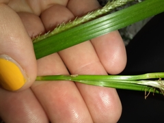 Carex forsteri