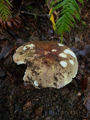 Russula olivacea