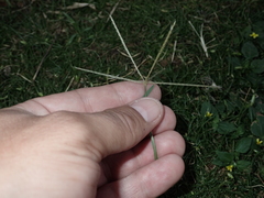 Chloris divaricata cynodontoides