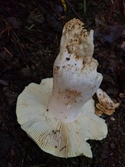 Russula olivacea