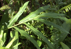 Hedychium