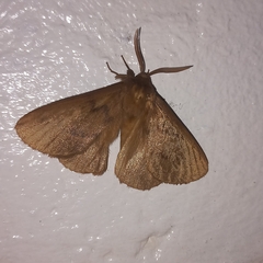 Phyllalia