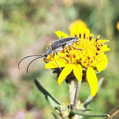 Tomentgaurotes batesi