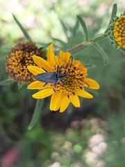 Tomentgaurotes batesi