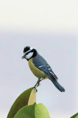 Cyanistes teneriffae