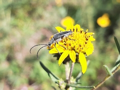 Tomentgaurotes batesi