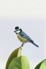 Cyanistes teneriffae