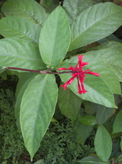 Odontonema cuspidatum
