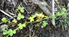Hydrocotyle foveolata
