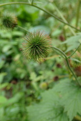 Geum aleppicum